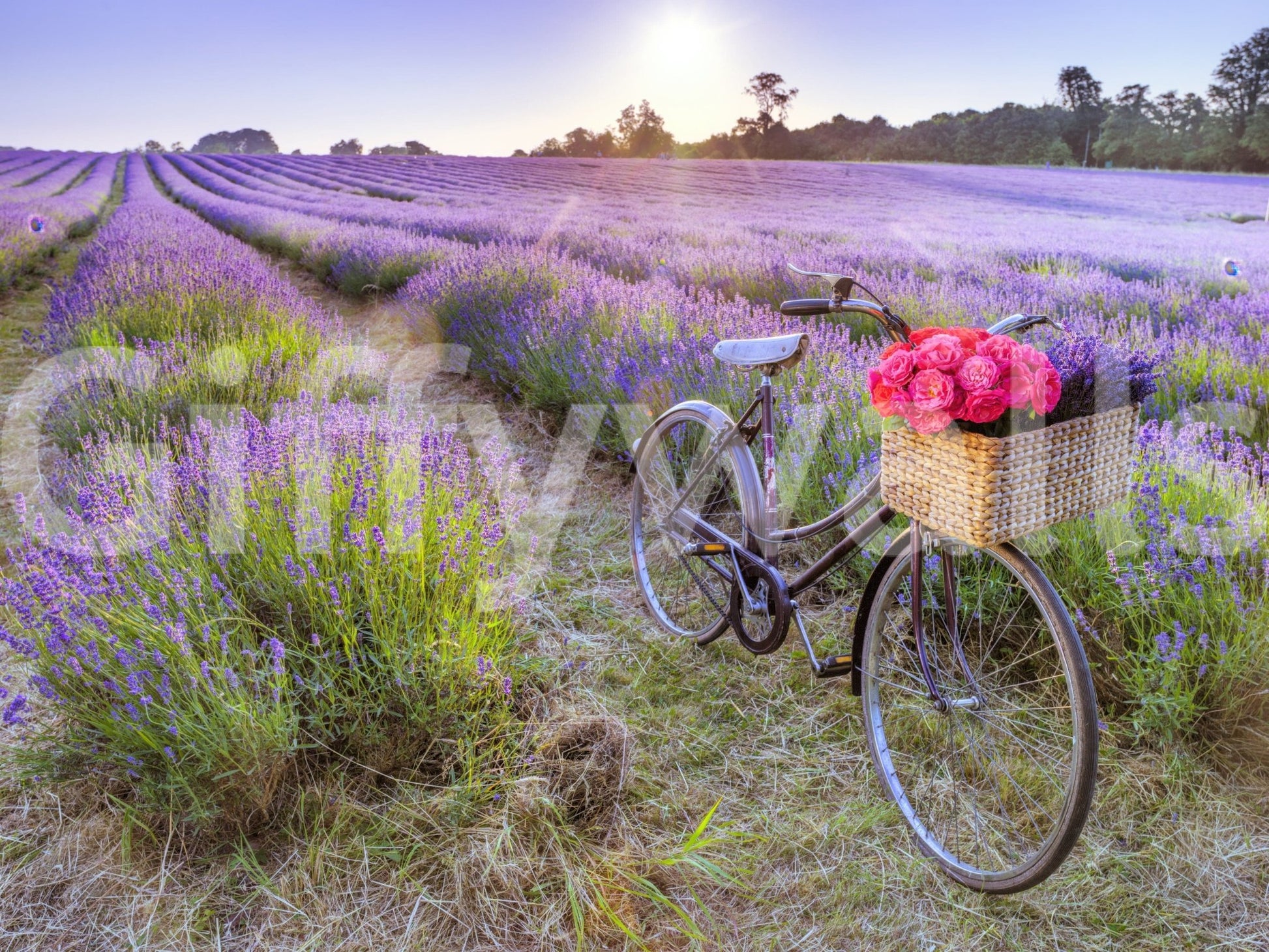 Artistic wallpaper, Bicycle in a Lavender Field, picturesque bike and blossoms.