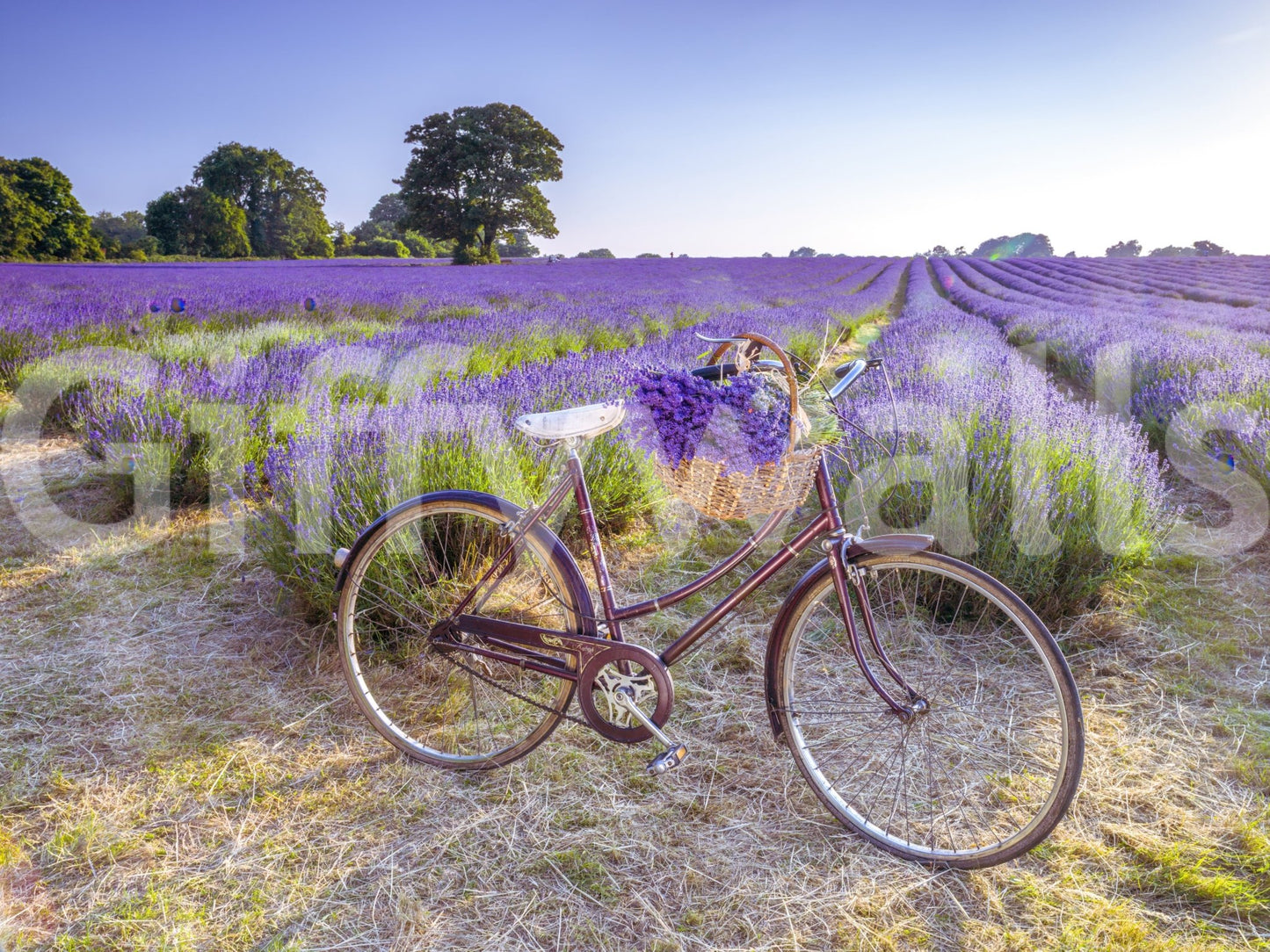 Bicycle in Lavender field wallpaper mural shown as a full-wall view of a vintage red bike in a purple lavender field