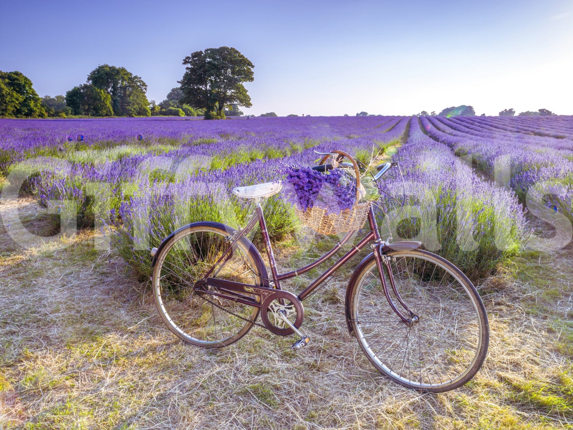 Bicycle in Lavender field wallpaper mural shown as a full-wall view of a vintage red bike in a purple lavender field