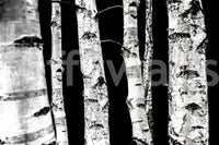 Striking vertical lines wallpaper Monochrome Woods birch design.