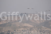 Provides a calming and artistic backdrop.

