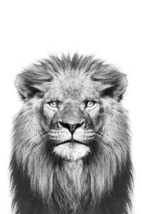 Realistic lion artwork for walls

