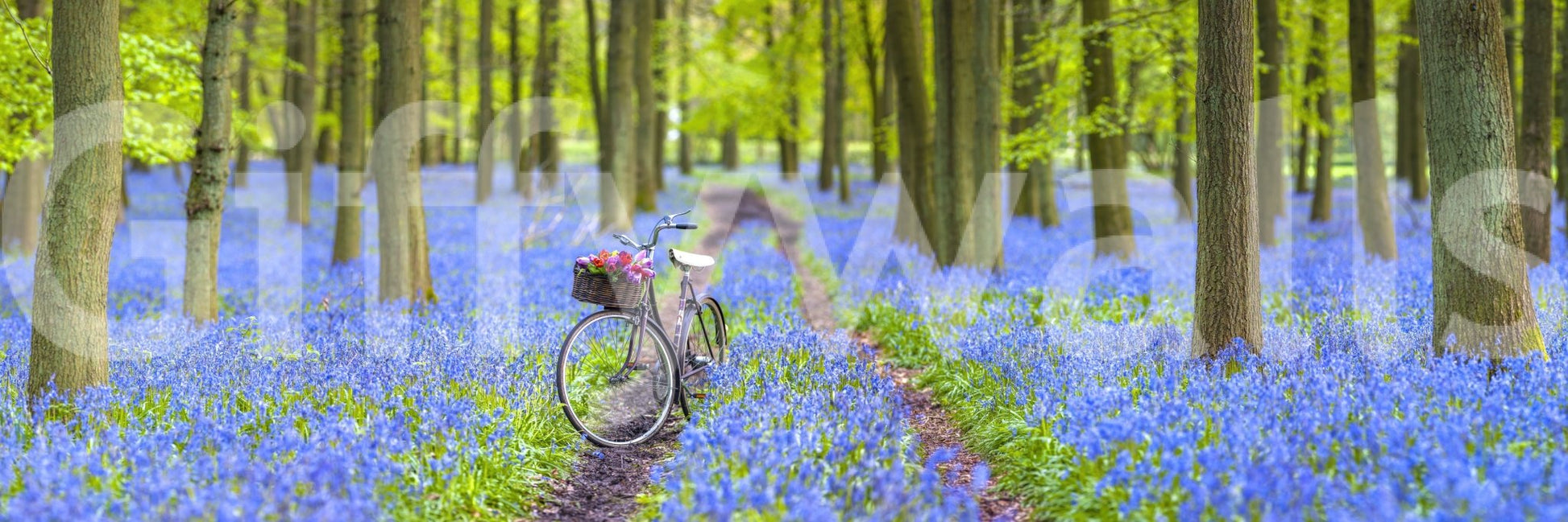 Serene bluebell field mural with vintage bicycle

