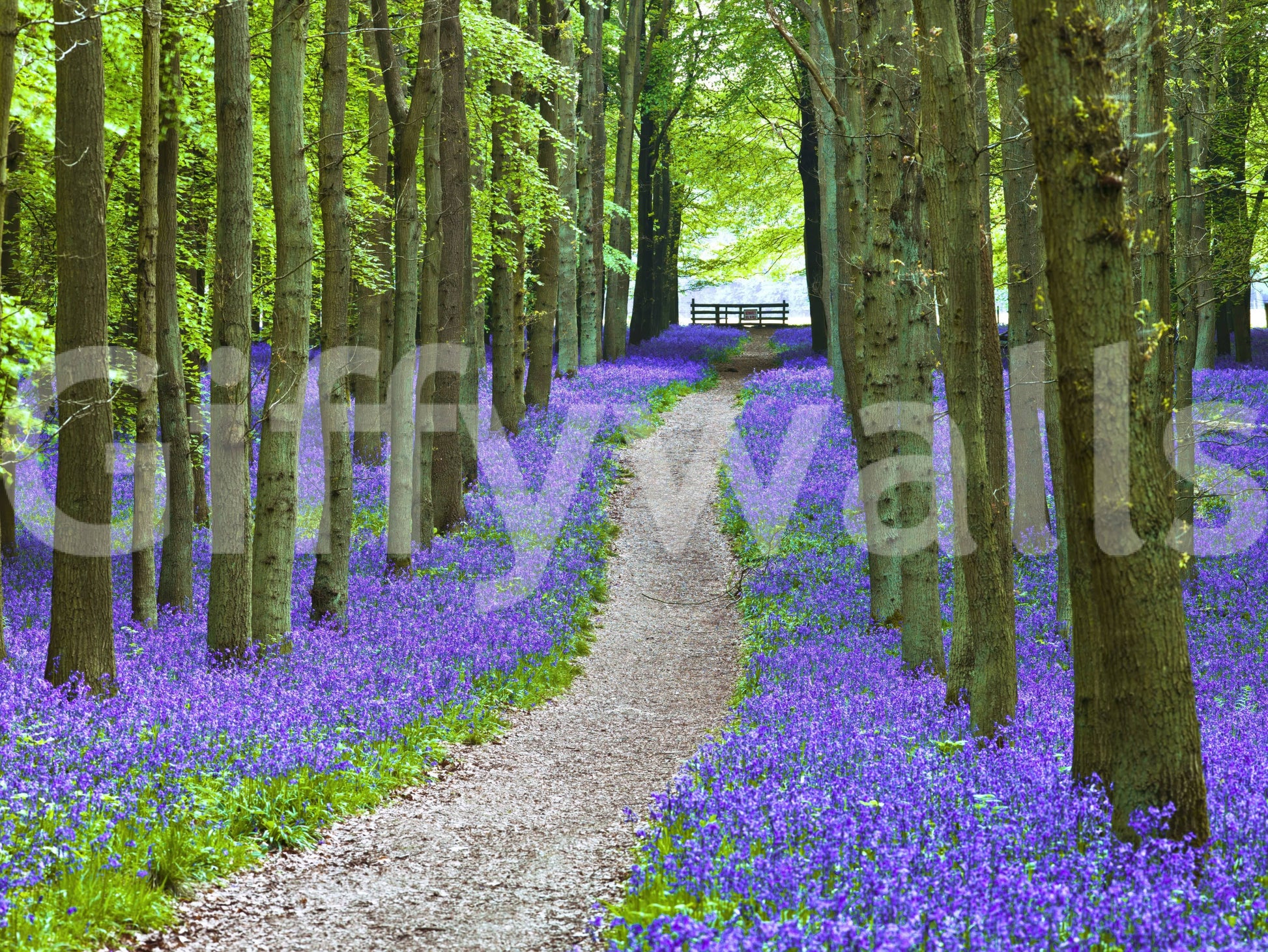 Peaceful forest wallpaper with a meandering path framed by dense clusters of bluebells.