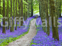 Peaceful forest wallpaper with a meandering path framed by dense clusters of bluebells.
