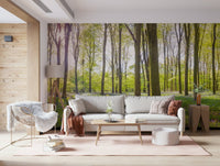 Bluebell Woods wallpaper sunlight shining through forest trees