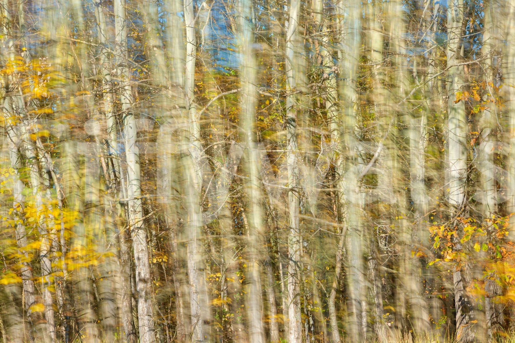Muted fall foliage wall design
