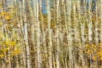 Muted fall foliage wall design
