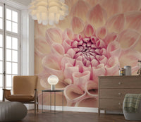 Blush Bloom wallpaper mural of a close-up pink dahlia behind a tan leather armchair and wood dresser in a living room