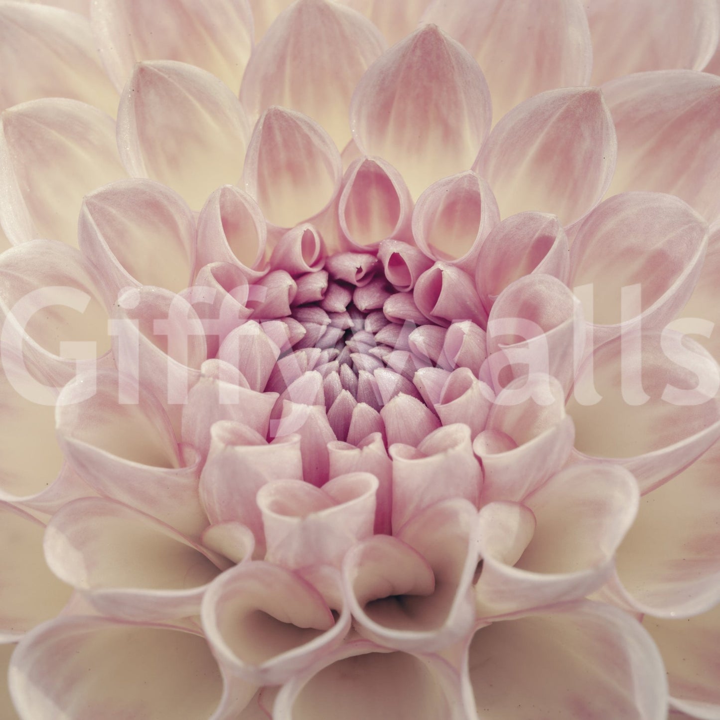Blush Bloom wallpaper mural showing an extreme close-up of a soft pink dahlia flower in full bloom