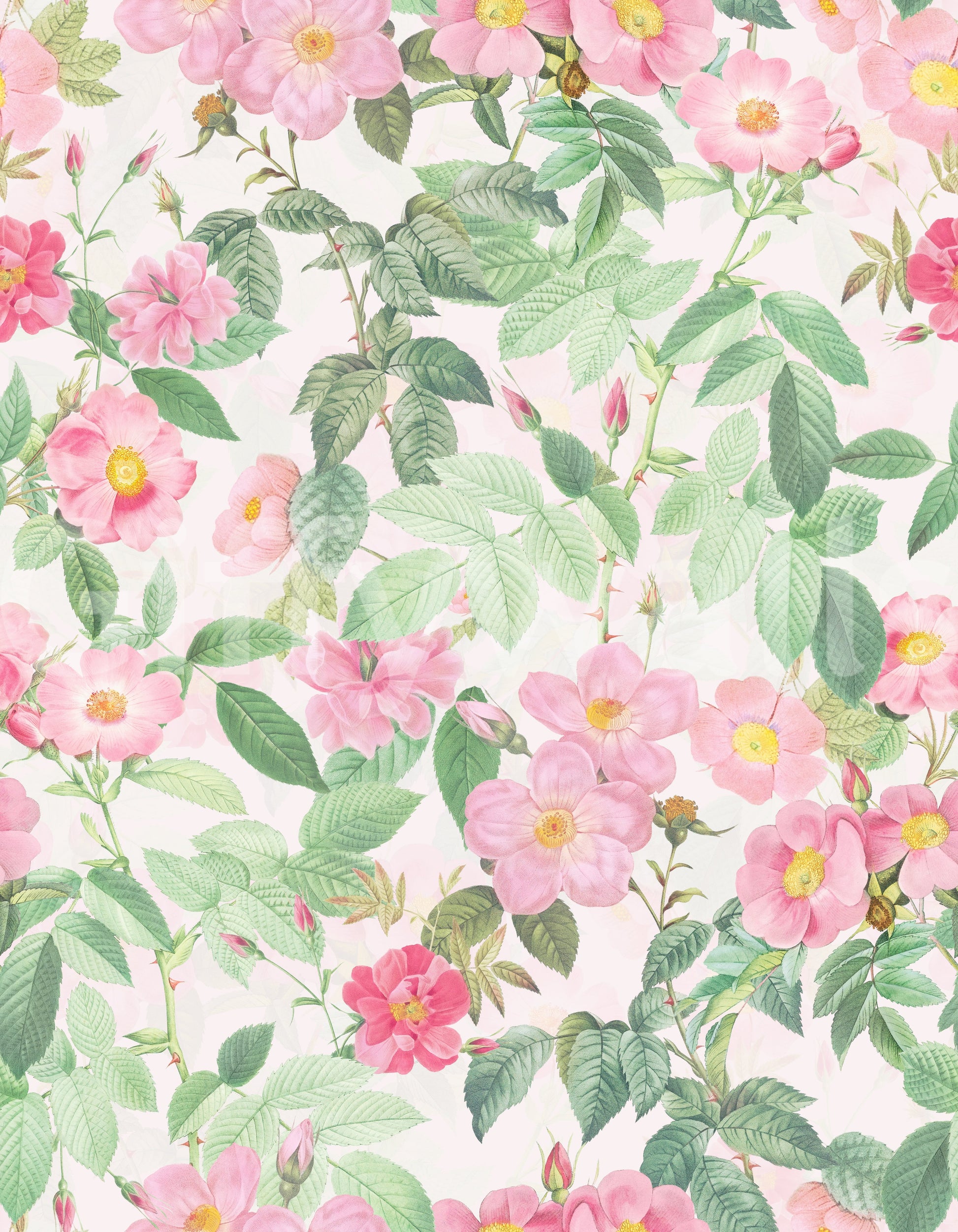 Soft pink rose wallpaper with delicate details

