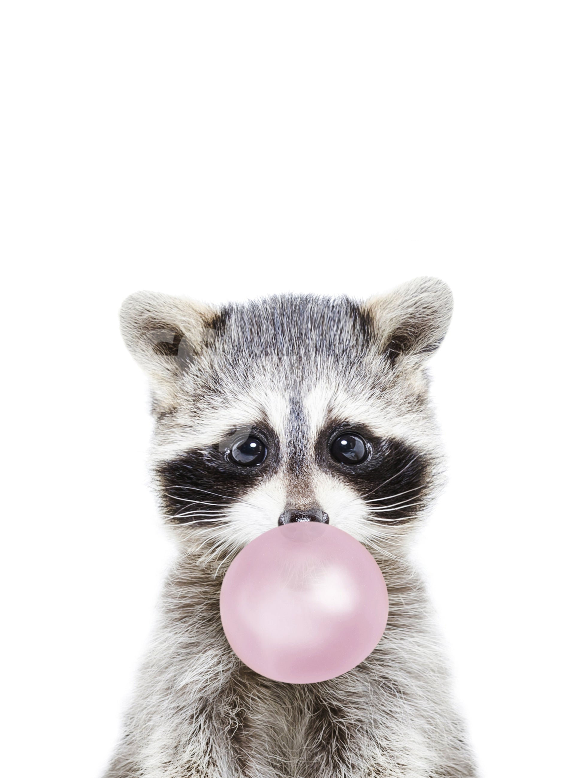 Fun and vibrant bubble gum raccoon wallpaper mural for walls.