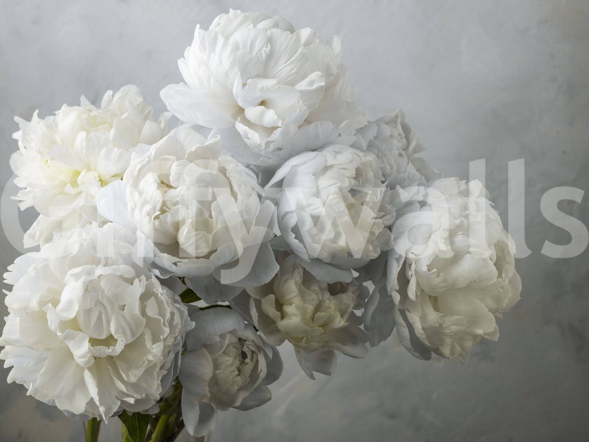 Soft petals and green leaves wallpaper
