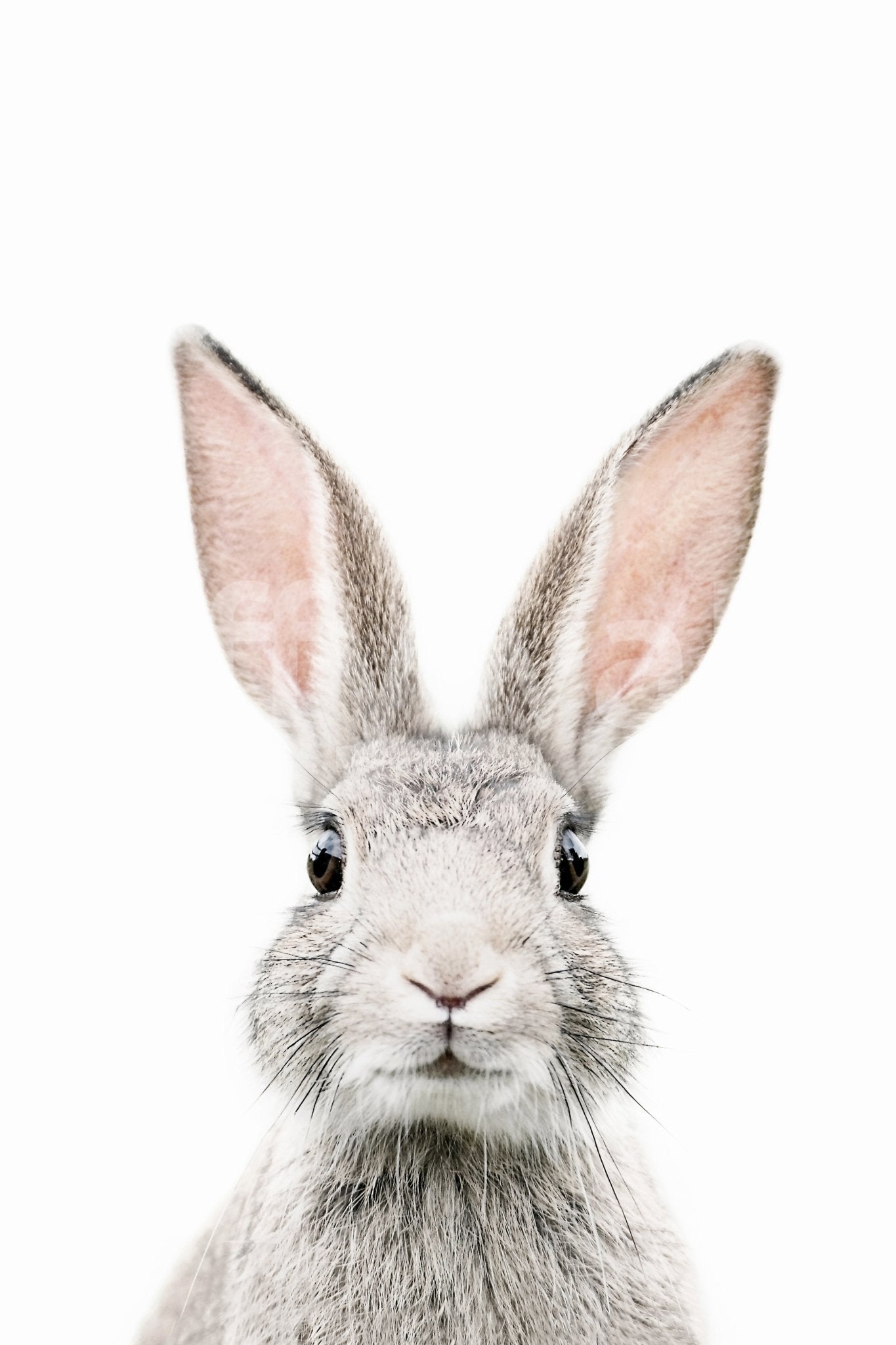 Bunny wall mural with soft colors and a playful, cheerful design.

