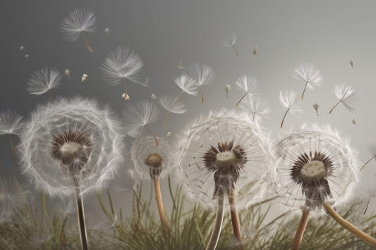 Dandelion Drifts Wallpaper Mural