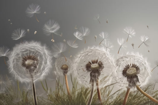 Dandelion Drifts Wallpaper Mural