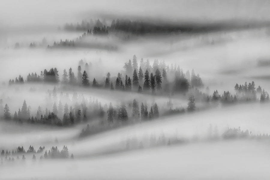 Black White Foggy Forest Wallpaper in your room