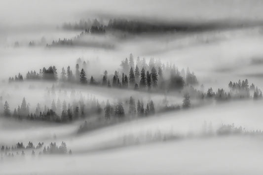 Black White Foggy Forest Wallpaper