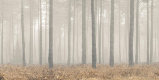 Misty Pines Serenity Wallpaper