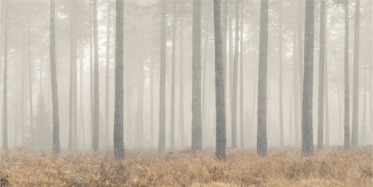 Misty Pines Serenity Wallpaper
