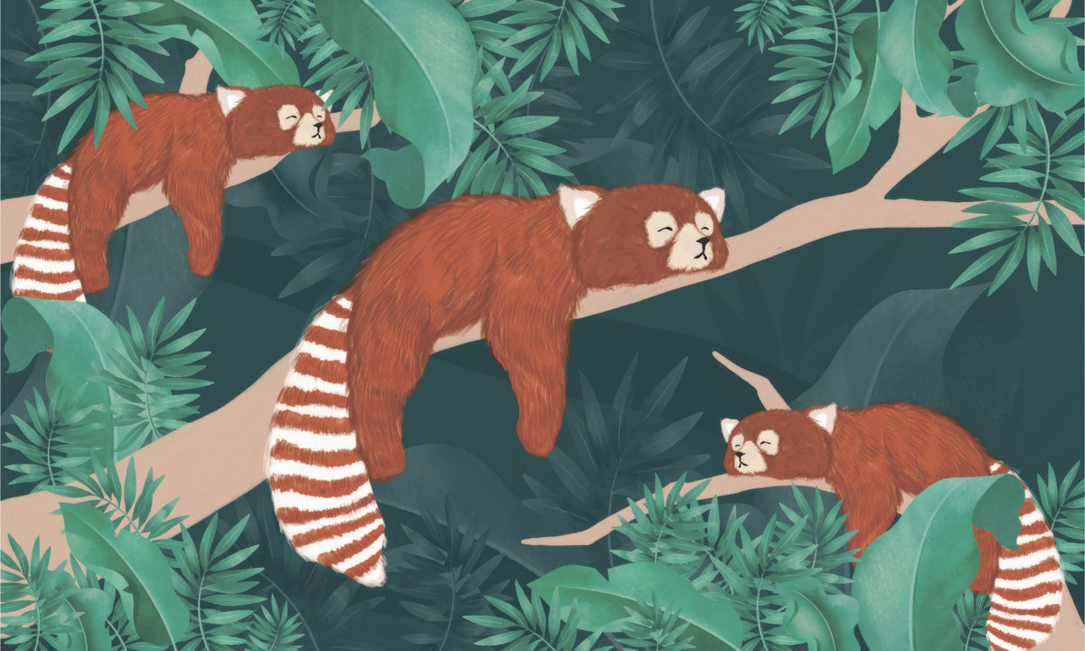 Red Panda Wall Mural in your room
