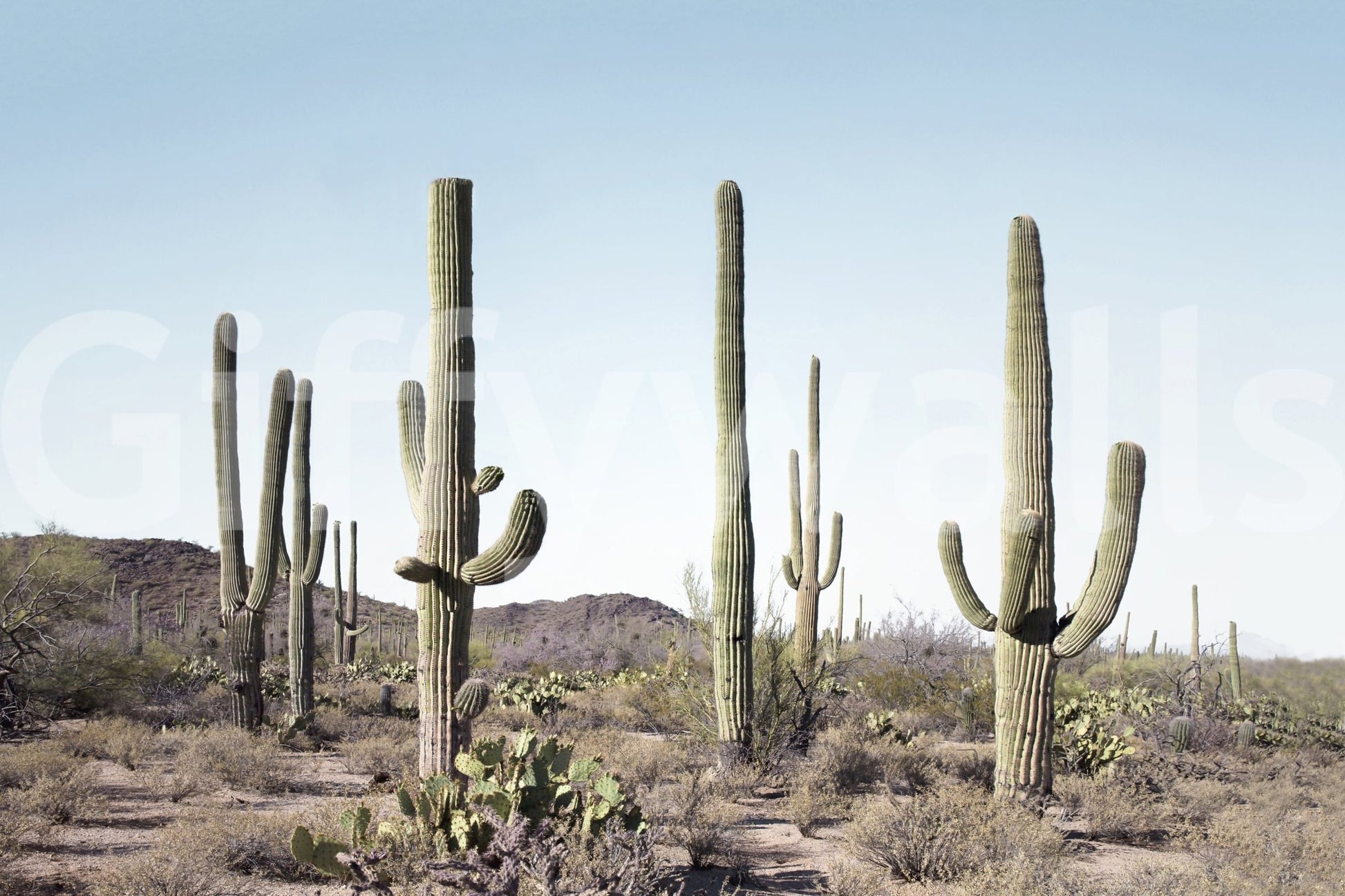 Nature-inspired cactus land wall mural with bold design.


