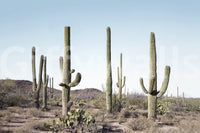 Nature-inspired cactus land wall mural with bold design.

