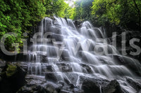 Exotic woodland greenery Cascading Serenity wall mural decor.