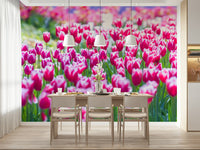 Artistic display of bright Tulip Wonderland blossoms.