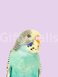 Exotic bird mural with detailed budgie illustration

