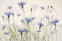 A high-quality serene flower wall mural for walls.

