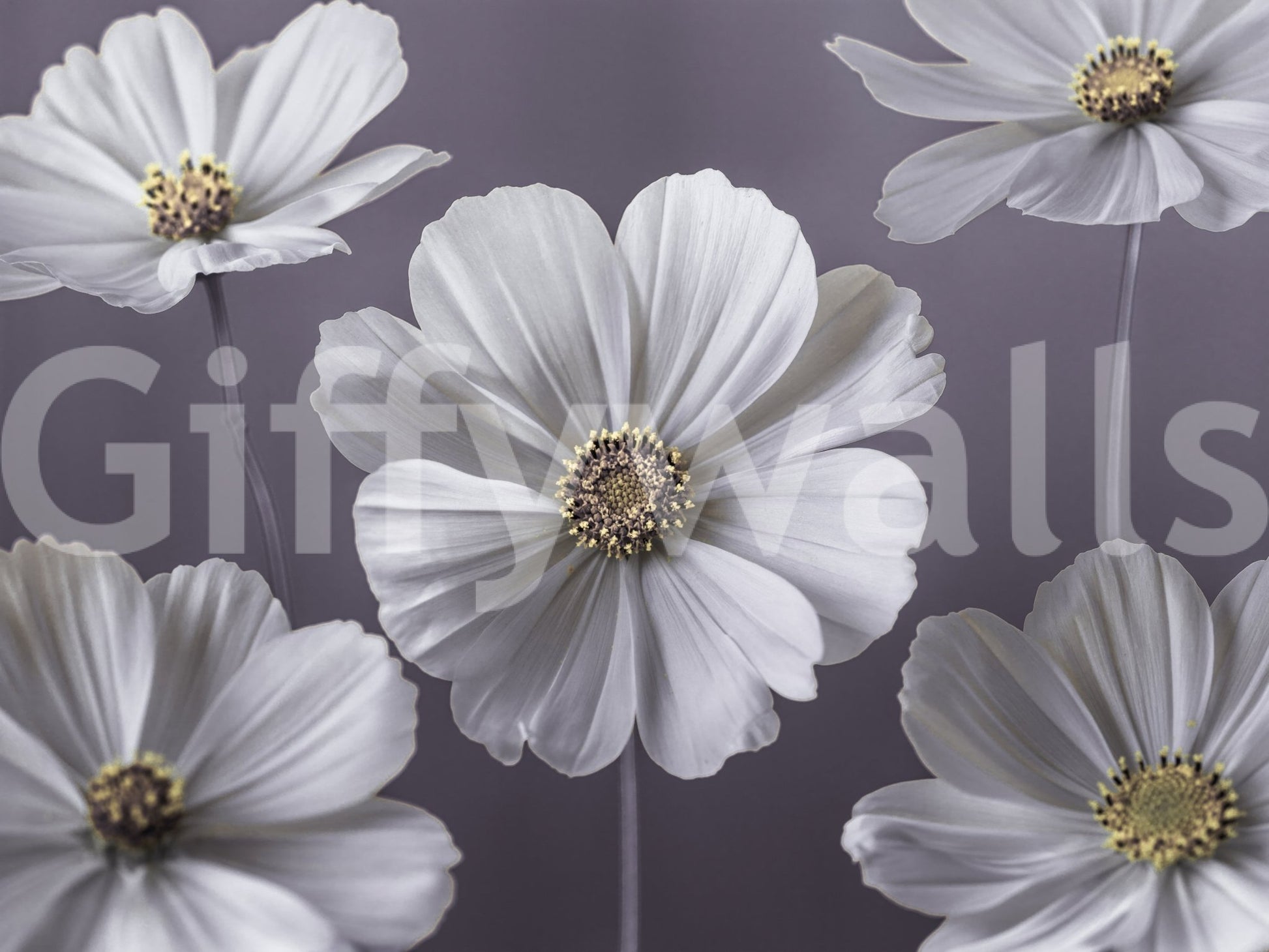 Cosmos Flowers Wall Mural