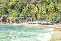 Verdant palm forest Crystal Bay wall mural outdoor vibe.