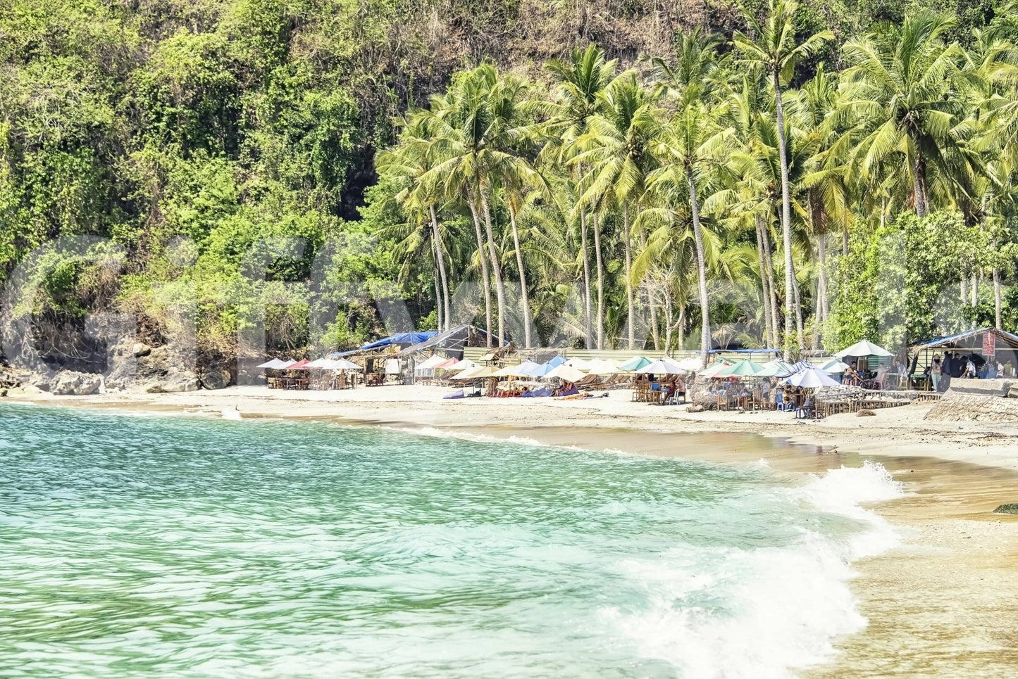 Verdant palm forest Crystal Bay wall mural outdoor vibe.