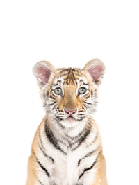 Calm and cute tiger cub mural for children’s room

