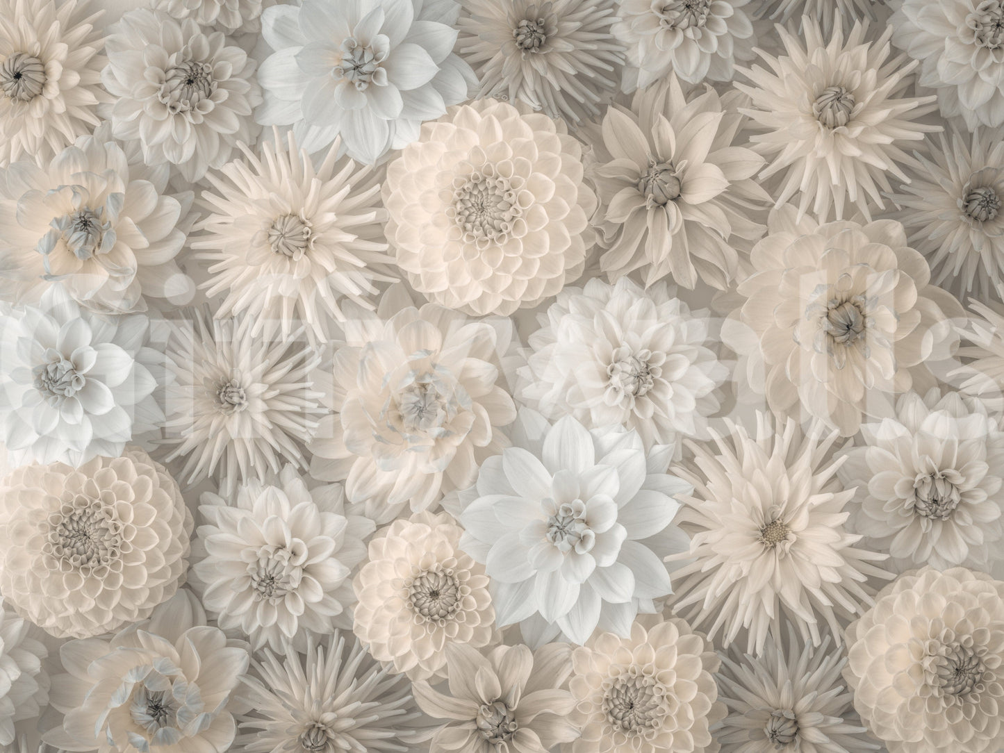 Lush Dahlia Tapestry Wall Mural