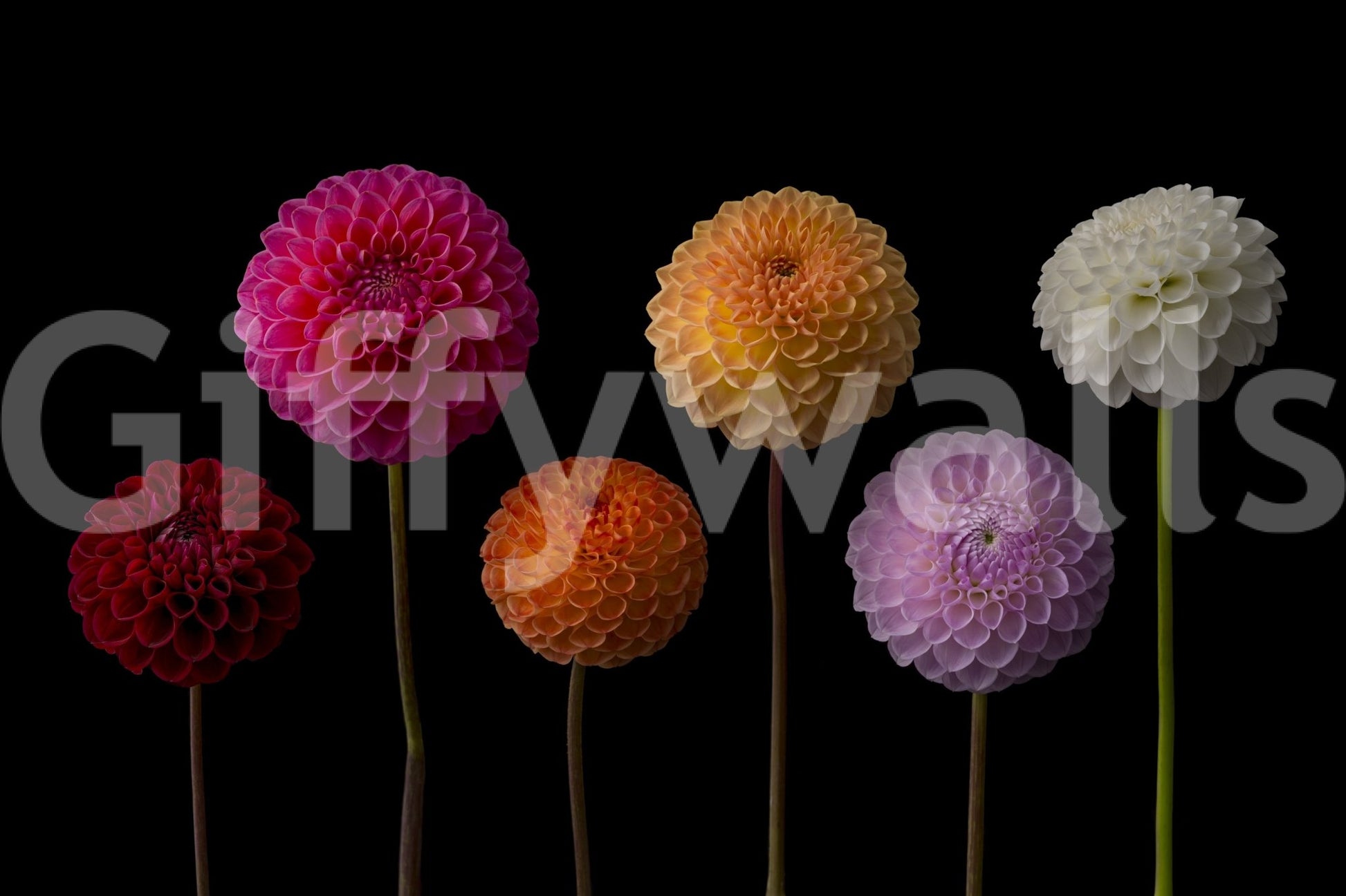 Layered petal floral wallpaper

