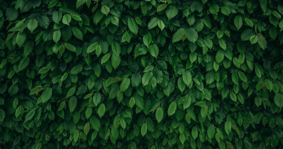 Dense Tropical Leaves Wallpaper Mural in your room — zoomed
