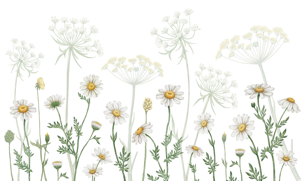 Dazzling Daisies Flower wallpaper in your room — zoomed