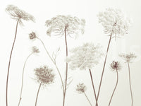 Delicate Beauty Wall Mural