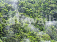 Tree landscape wall mural

