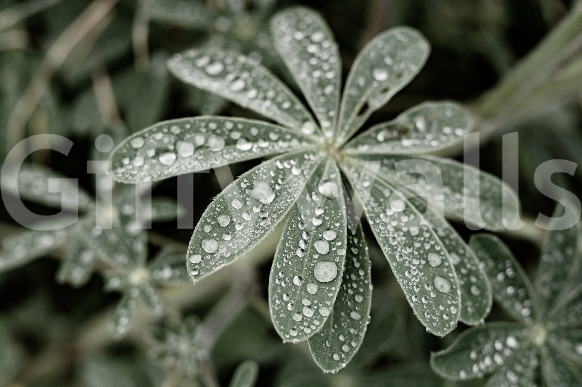 A detail of the warm tones in the flowers and greenery.