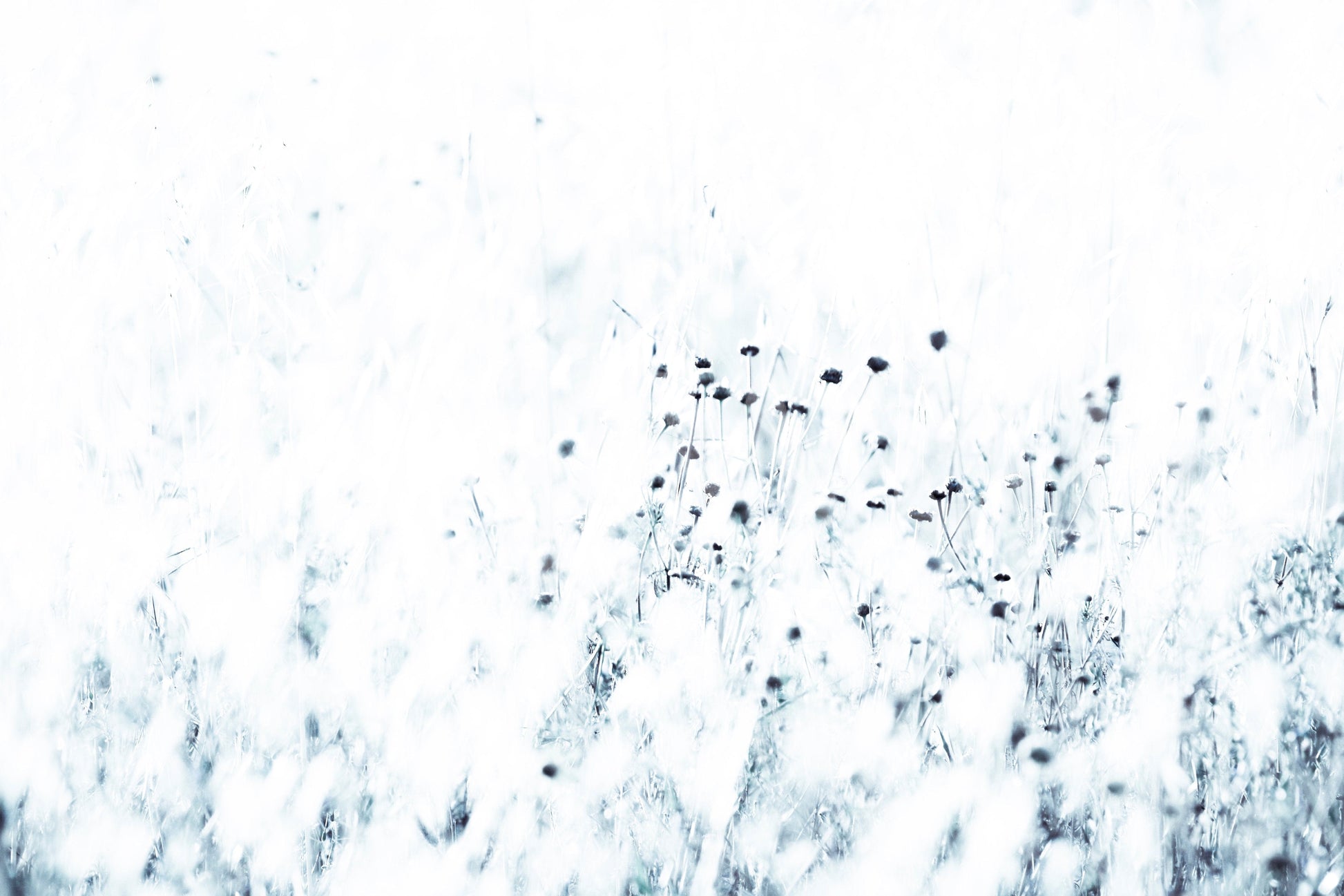 A high-quality serene plant wall mural for walls.

