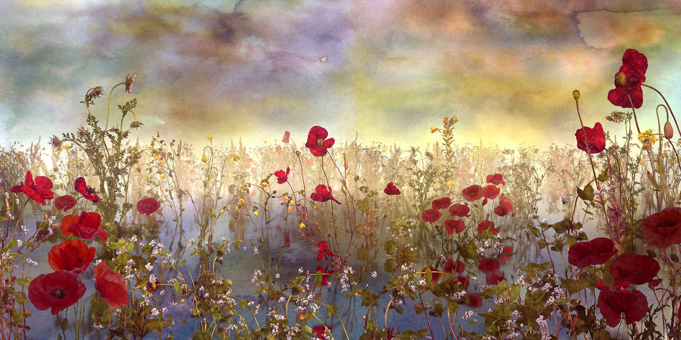 Poppy Red Color Flower Wallpaper Murals