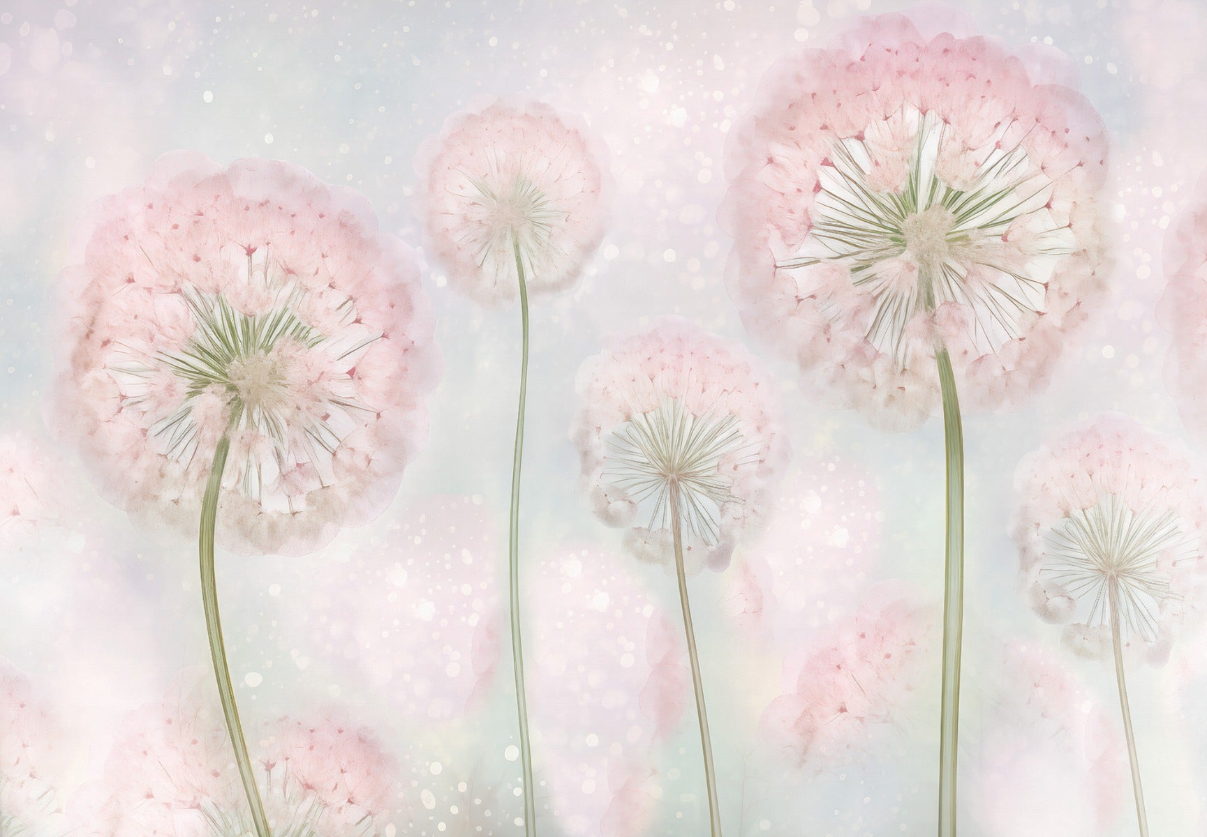 Pink Color Dandelion Seeds Wallpaper Murals