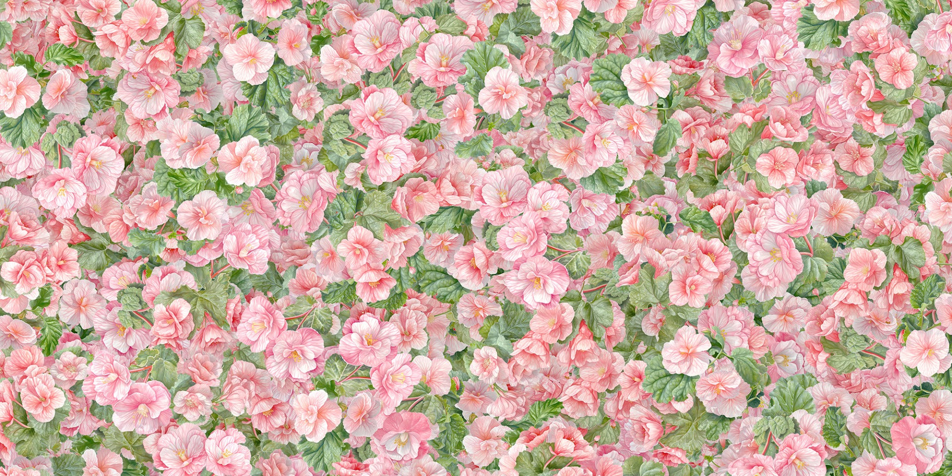 Pink Begonia Flower Wallpaper Murals in your room — zoomed