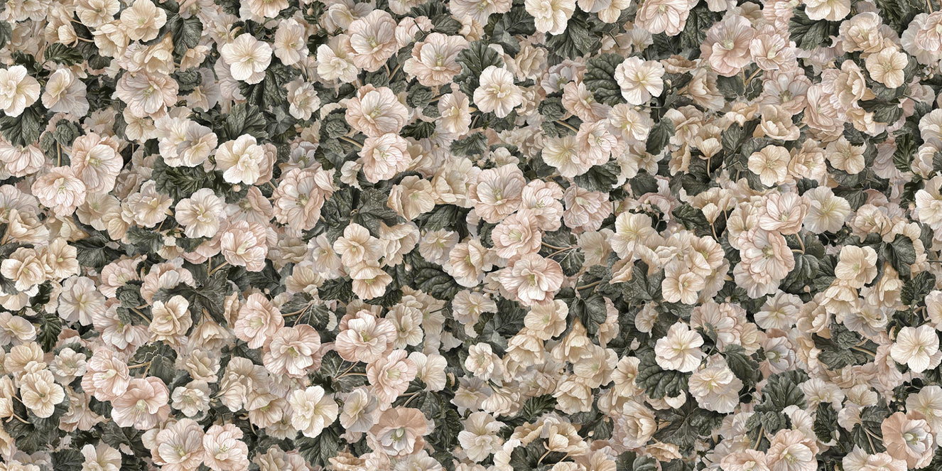 White Begonia Flower Wallpaper Murals