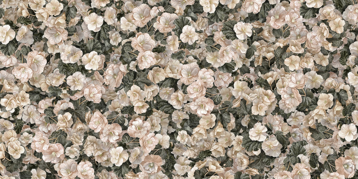White Begonia Flower Wallpaper Murals in your room