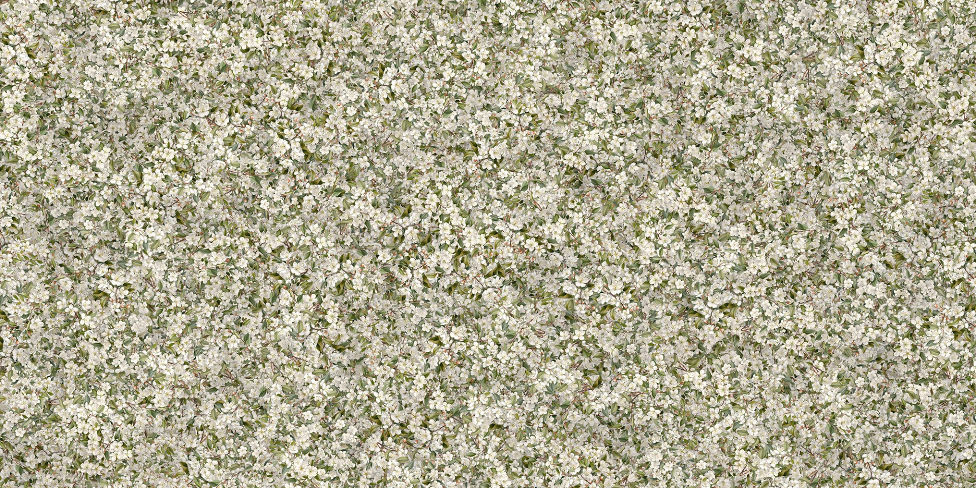 Pear Blossom White Flowers Wallpaper Murals
