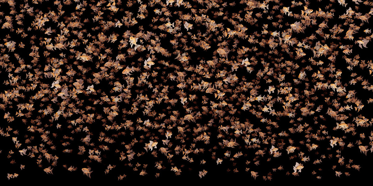 Orange Little Fish Black Background Wallpaper Murals in your room — zoomed